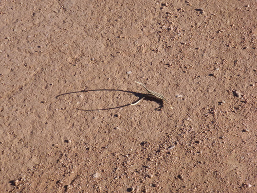 This is a seed pod.